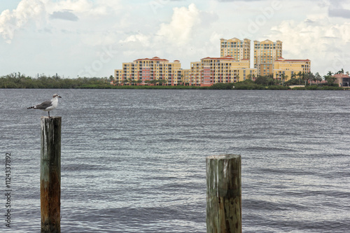 Seagull on Post With Buildings in Background Bradenton Florida photo