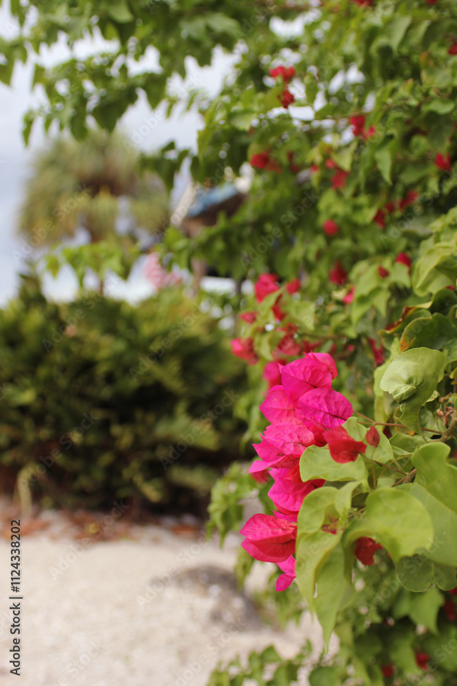Pink Bougainvillea Flowers Growing Near Water in Bradenton Florida Pink Bougainvillea Flowers Growing Near Water in Bradenton Florida