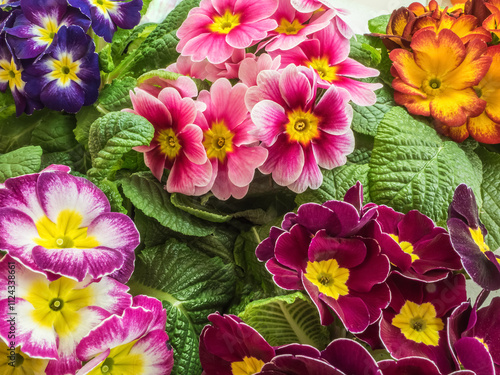 Fotografie Bright primula vulgaris primroses early spring flowers