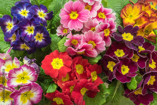 Obraz na plátně Bright primula vulgaris primroses early spring flowers