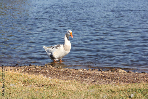 Wild Goose Near Lake Tyler Marina in Rural East Texas