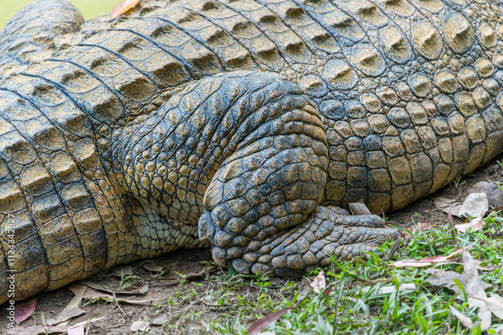 Fototapeta premium A close-up of a crocodile resting by the pond, showcasing its textured skin and sharp teeth. The crocodile is lying on the grass near the water. Andasibe Reserve, Madagascar.