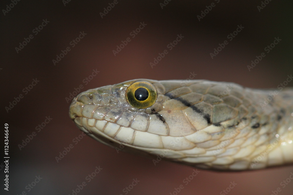 close up of a snake close up of a snake