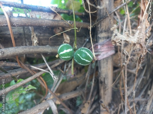 colorful Neoachmandra japonica,The fruits of Diplocyclos palmatus are decorated and but they are toxic 