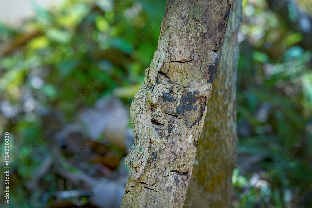 A Giant Leaf-tailed gecko perfectly camouflaged on a tree trunk, its body blending seamlessly with the bark. The gecko's unique leaf-shaped tail and large, expressive eyes are visible. Madagascar. A Giant Leaf-tailed gecko perfectly camouflaged on a tree trunk, its body blending seamlessly with the bark. The gecko's unique leaf-shaped tail and large, expressive eyes are visible. Madagascar.