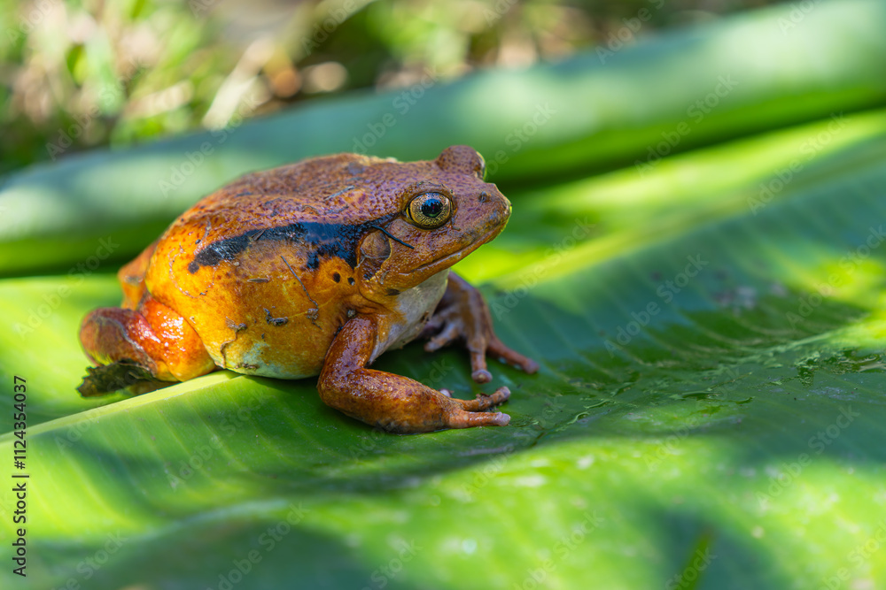 Obraz premium A vibrant orange Tomato Frog(Dyscophus antongilii) resting on a green leaf. The frog's distinctive color and texture are highlighted. Andasibe Reserve, Madagascar.