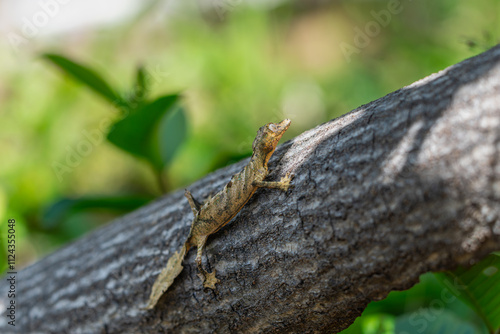 A Leaf-tailed gecko (Uroplatus fimbriatus) perfectly camouflaged on a tree trunk. Its unique leaf-like tail and body shape allow it to blend into its surroundings. Andasibe Reserve, Madagascar. 