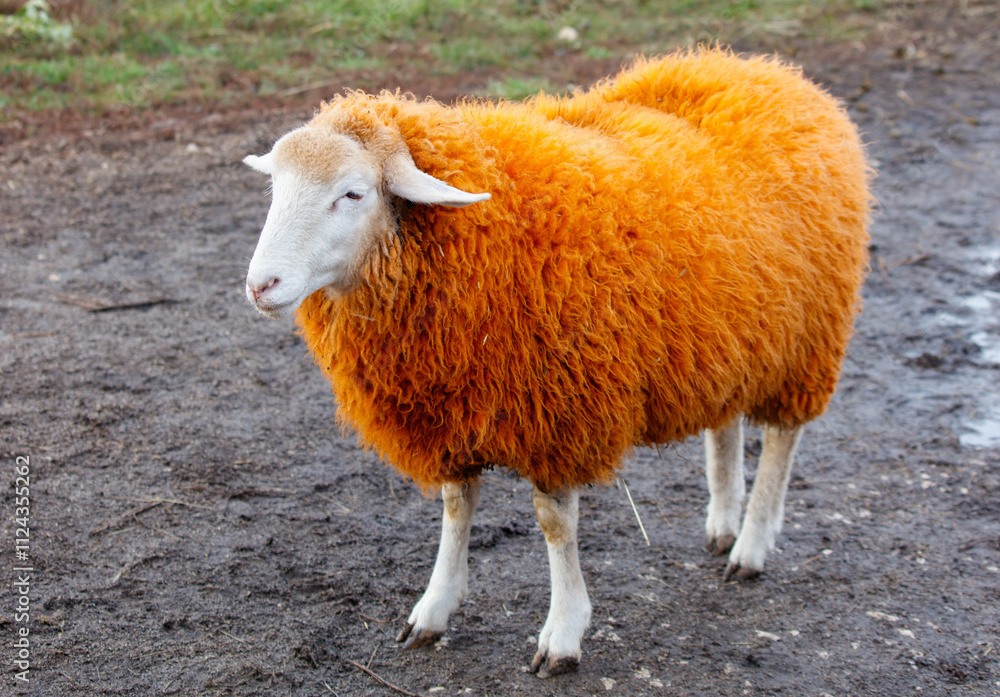 Obraz premium A sheep with orange wool stands in a field