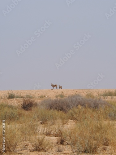 zebras in desert 
