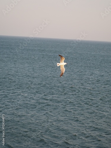 Möwe fliegt über den Ozean
