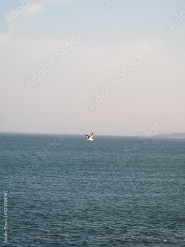 Möwe fliegt über den Ozean