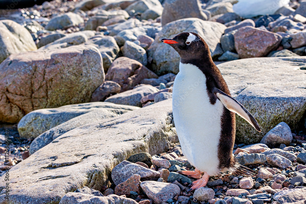 Obraz premium Gentoo Penguins in the Antarctic Area 
