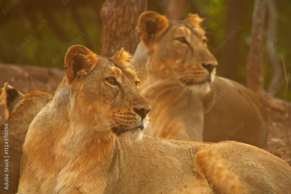Obraz premium Asiatic lion in the Gir Forest.