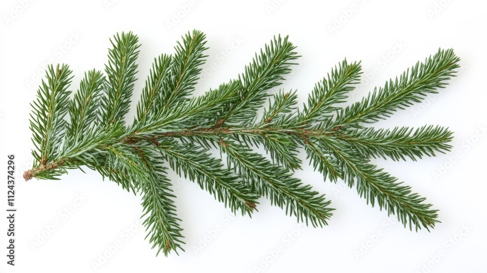 Festive fir on white back Festive fir on white back
