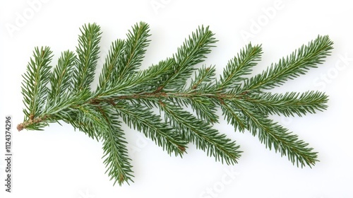 Festive fir on white back