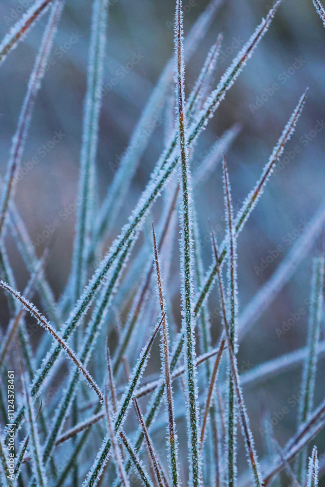 frost on grass frost on grass