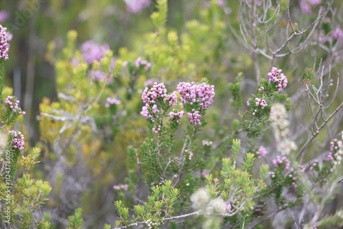 Erica manipuliflora is a plant belonging to the genus Erica photo