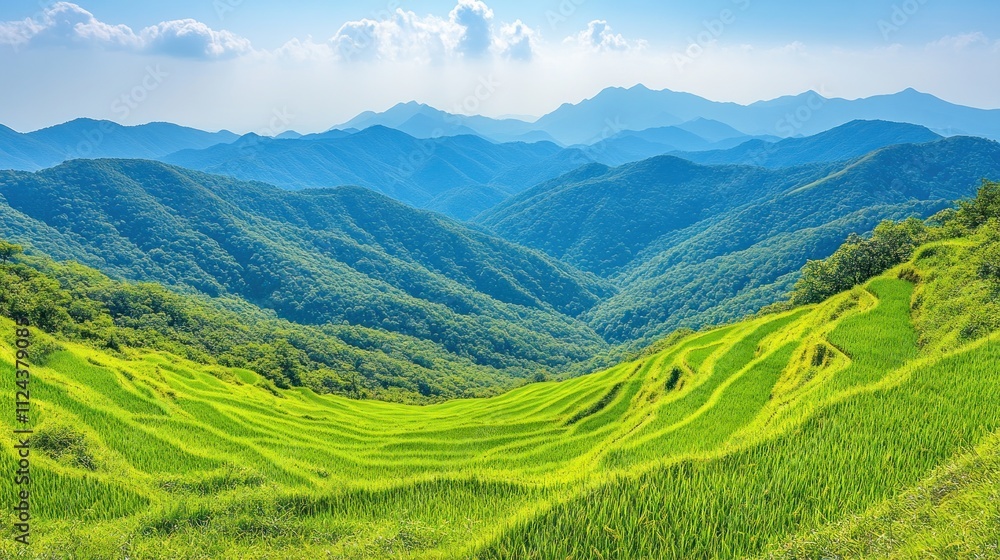 Obraz premium Lush green terraced fields amidst rolling mountains under a blue sky.
