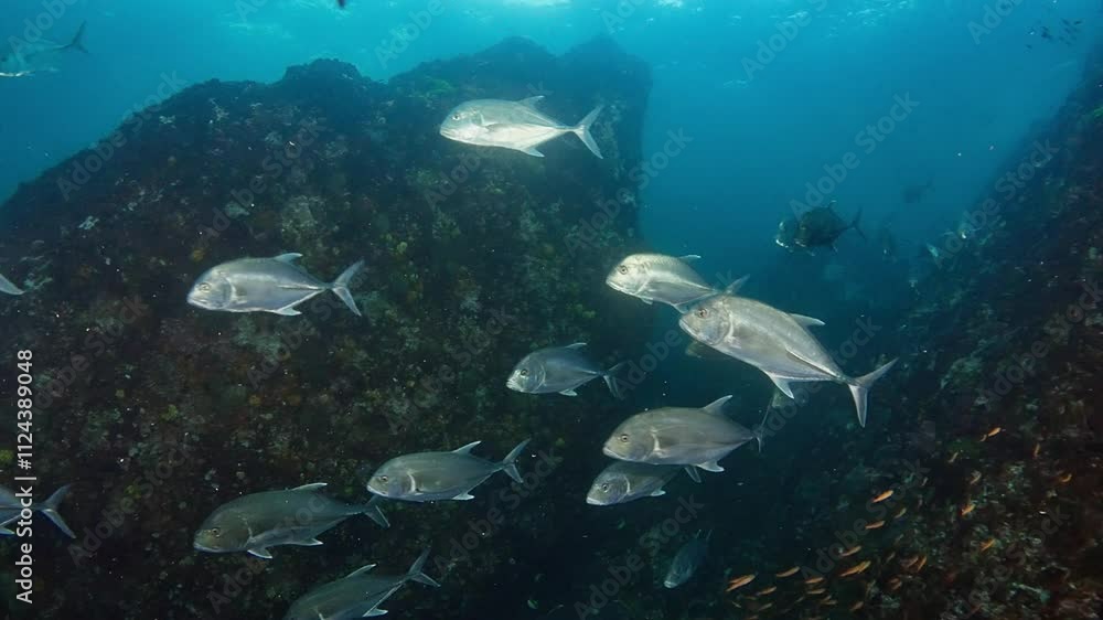 School of Giant Jack Trevally (Caranx ignobilis) swim through a crevasse, shot is taken upwards, surface visible. Some Rainbow Runners and Golden Sweepers. Shot at Richelieu Rock, Thailand School of Giant Jack Trevally (Caranx ignobilis) swim through a crevasse, shot is taken upwards, surface visible. Some Rainbow Runners and Golden Sweepers. Shot at Richelieu Rock, Thailand