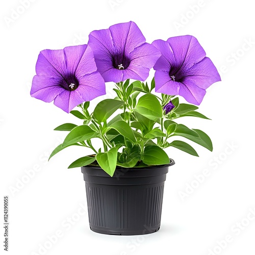 Purple Petunia Plant in Pot: A vibrant purple petunia plant in full bloom, blooming with three delicate flowers in a black pot. The plant radiates a fresh, vibrant beauty.