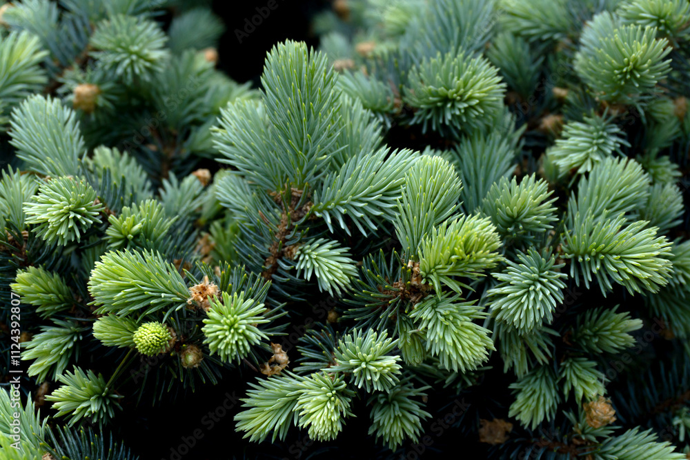 Blue pine in spring close-up Blue pine in spring close-up