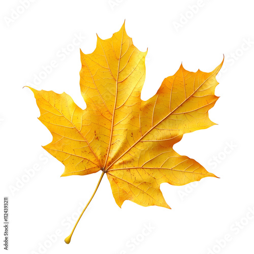 Bright Yellow Maple Leaf with Realistic Texture for Autumn and Seasonal Designs