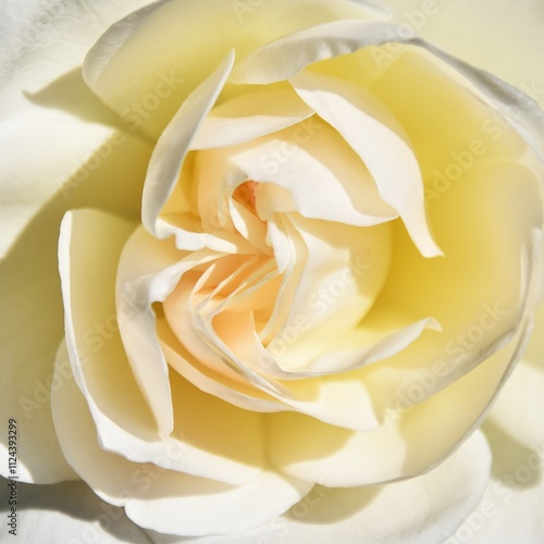 Close up of a beautiful white Rose