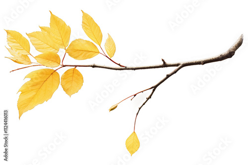 Autumn branch with yellow leaves on isolated white background, watercolor illustration, hand drawing fall, Generative AI