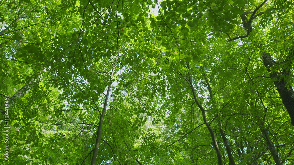 Obraz premium Majestic Tree In Woods With Fresh Green Foliage Of Summer Season. Trees With Shadows And Sunshine. Gimbal shot.