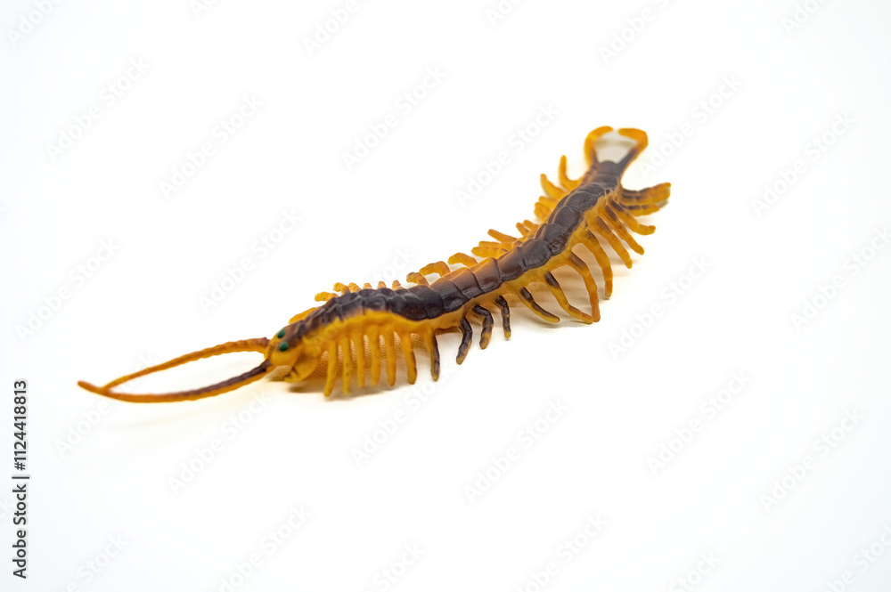Isolated image of a centipede with a segmented body and numerous legs, showcasing its unique anatomy Isolated image of a centipede with a segmented body and numerous legs, showcasing its unique anatomy