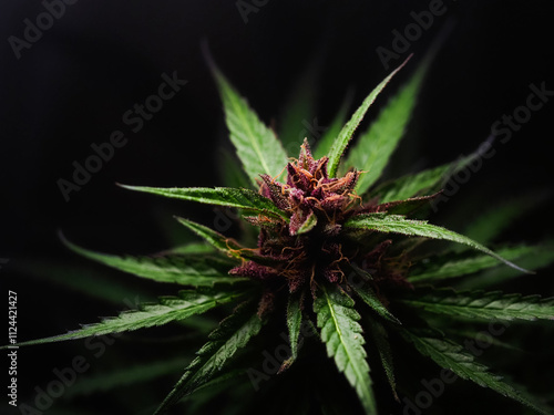 close up marijuana flowering buds cannabis medical dark background