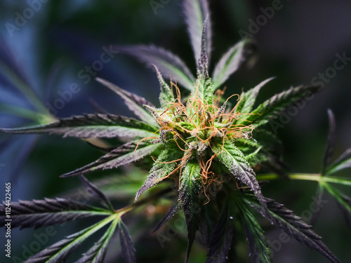 close up marijuana flowering buds cannabis medical  dark background