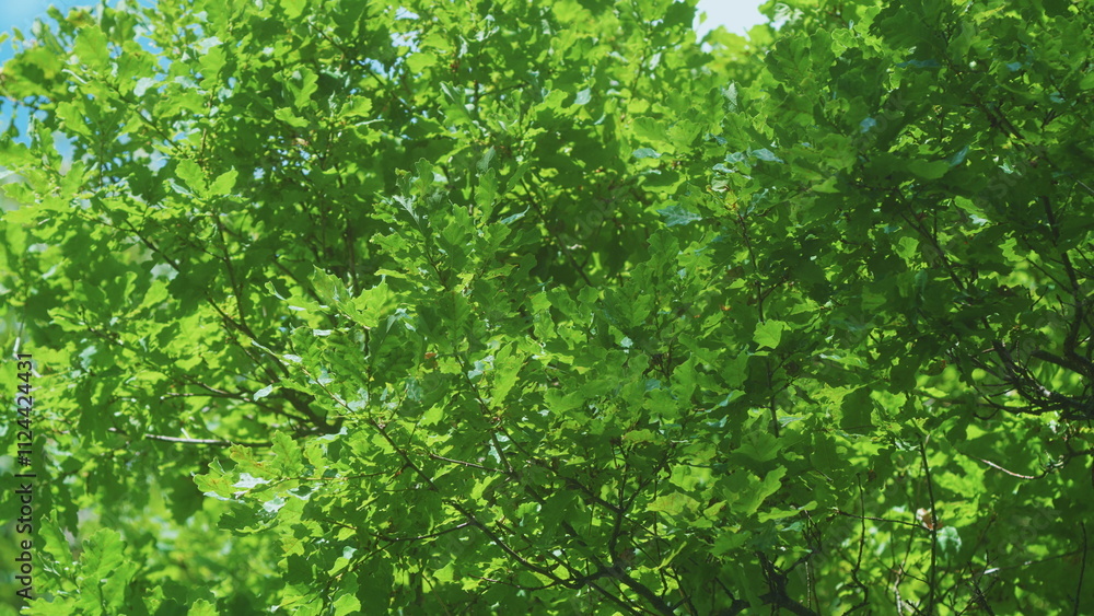 Fototapeta premium Fresh Young Green Oak Leaves In Bright Sun Light. Beautiful Oak Tree Foliage In Sunny Weather. Green Oak Leaves Of A Tree On A Soft Sunlight Background. Steadicam Shot.