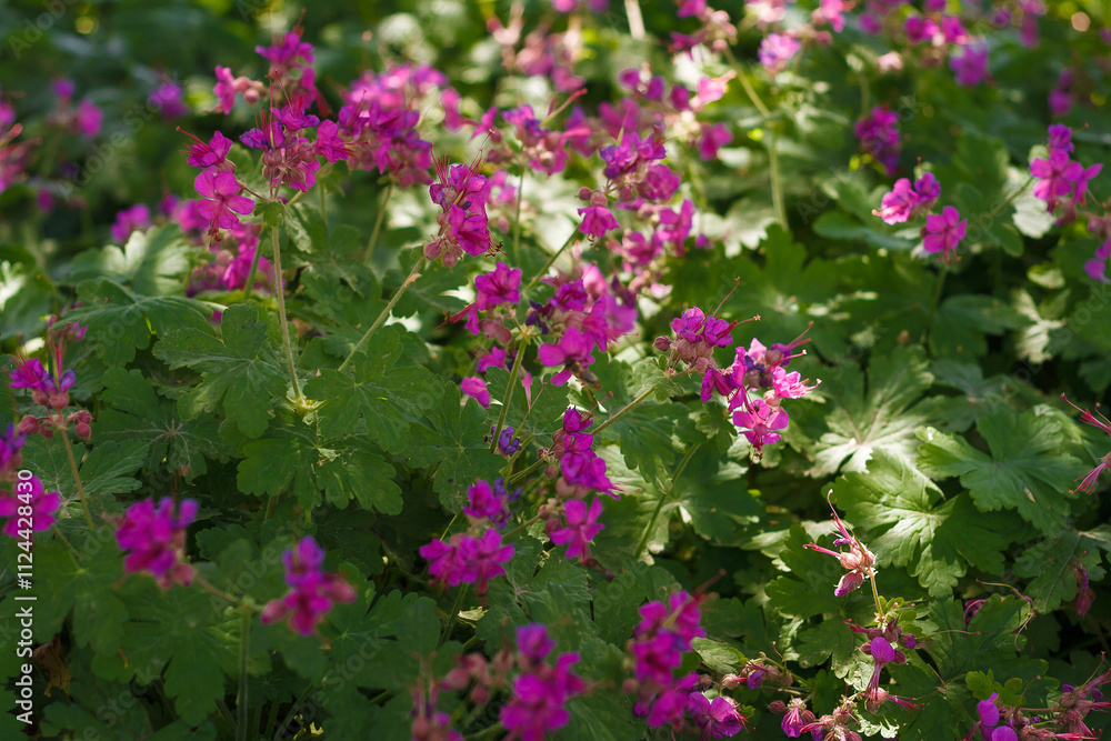 Geranium macrorrhizum, cranesbill bush with bright pink flowers and green foliage. Perennial garden rock plant from geraniums Geranium macrorrhizum, cranesbill bush with bright pink flowers and green foliage. Perennial garden rock plant from geraniums