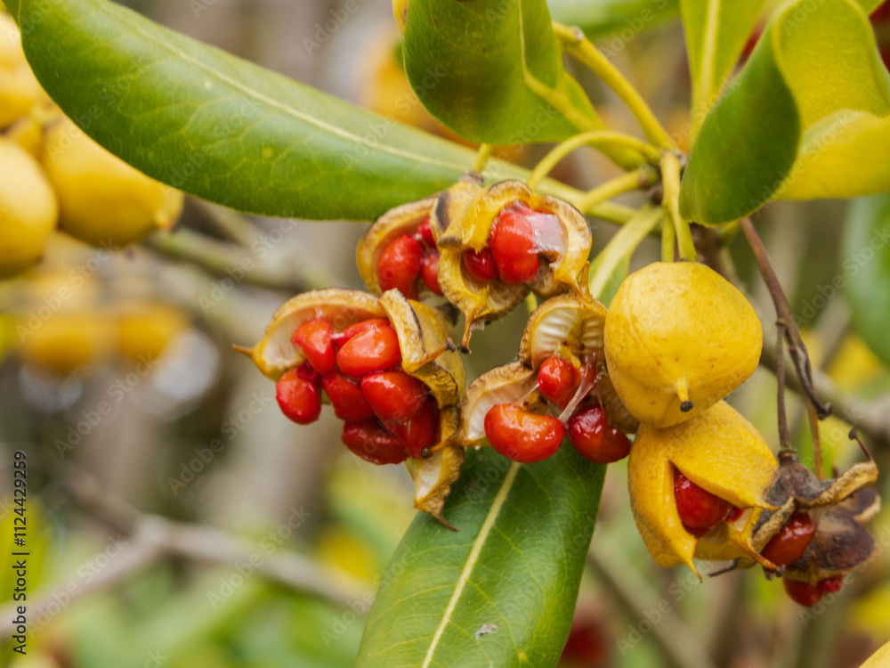 Obraz premium トベラの黄色い実・赤い種子06