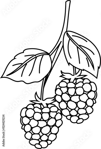 Outline illustration of a raspberry branch with leaves.