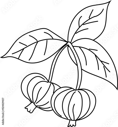 Outline drawing of hanging fruits with leaves.