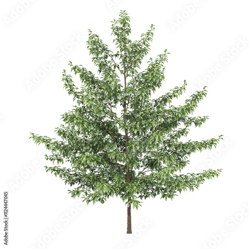 Free PNG 3d illustration of Nyssa sylvatica tree frontal isolated transparent background perfectly cutout high resolution
