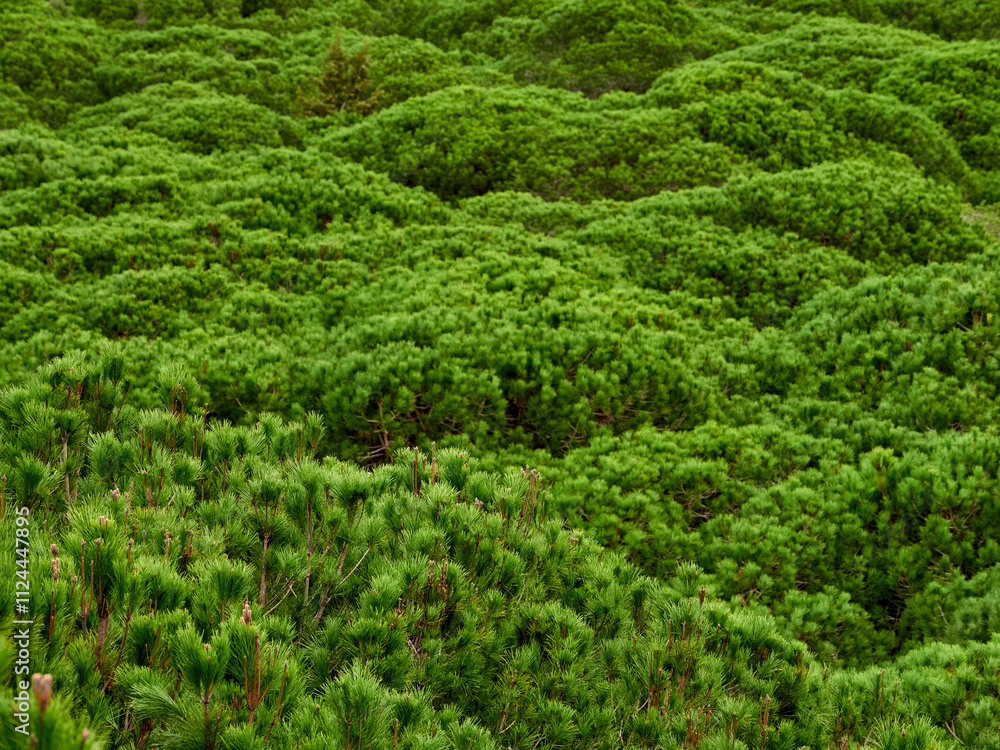 Doñana National Park. Ecosystems that host a unique biodiversity in Europe. The marsh stands out above all. It is one of the most important protected areas in Andalusia Doñana National Park. Ecosystems that host a unique biodiversity in Europe. The marsh stands out above all. It is one of the most important protected areas in Andalusia