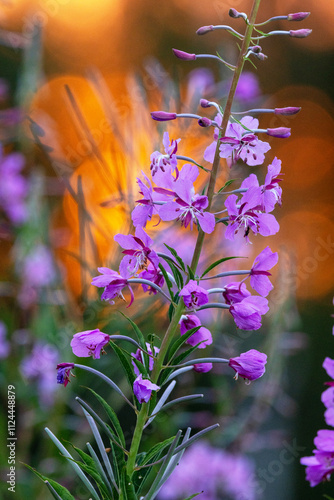 Closeup of beautiful Fireweed flowers during a summery sunset in rural Estonia, Northern Europe photo