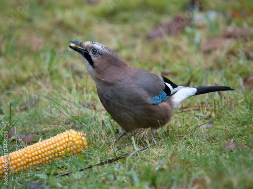 Eichelhäher (Garrulus glandarius) photo