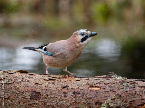 Eichelhäher (Garrulus glandarius) photo