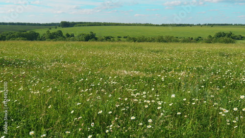 Chamomile Delicate White Flowers And Pink Clovers. Chamomile Flowers Field With Green Grass. Wild Chamomile And Clovers Flowers Growing On Meadow. European Meadows In Sunlight.