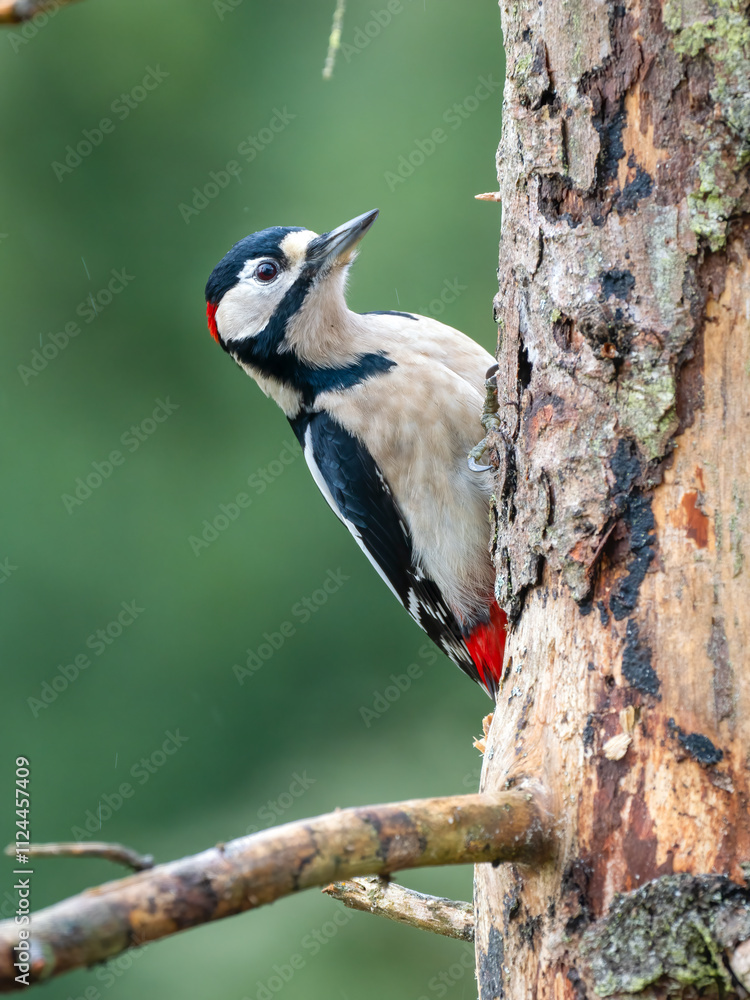Fototapeta premium Buntspecht&nbsp;(Dendrocopos major) Männchen