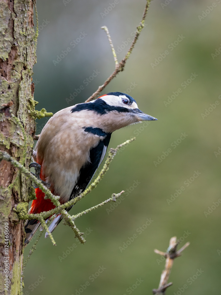 Buntspecht (Dendrocopos major) Männchen