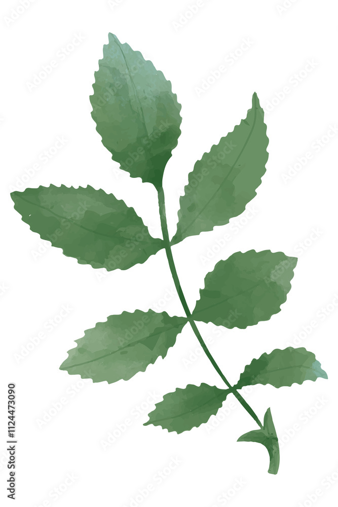 Green leaf sticker png botanical drawing clipart Green leaf sticker png botanical drawing clipart