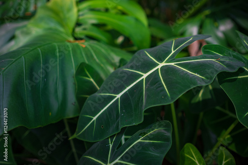 Photography walk in Perdana Botanical Garden, Lush greenery and exotic plants in the Kuala Lumpur Botanical Garden, offering serene escape into nature with vibrant flowers, towering trees, and tranquil paths