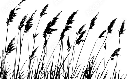 Silhouette of tall grass and reeds against a white background, showcasing a minimalist and natural aesthetic.