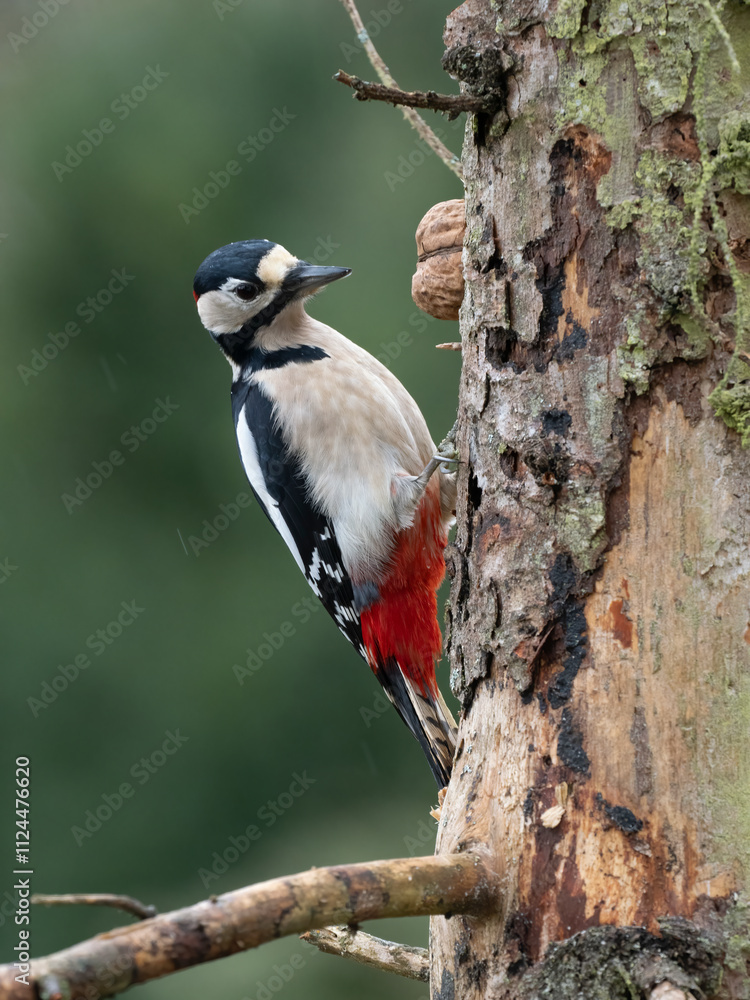 Buntspecht (Dendrocopos major) Männchen Buntspecht (Dendrocopos major) Männchen