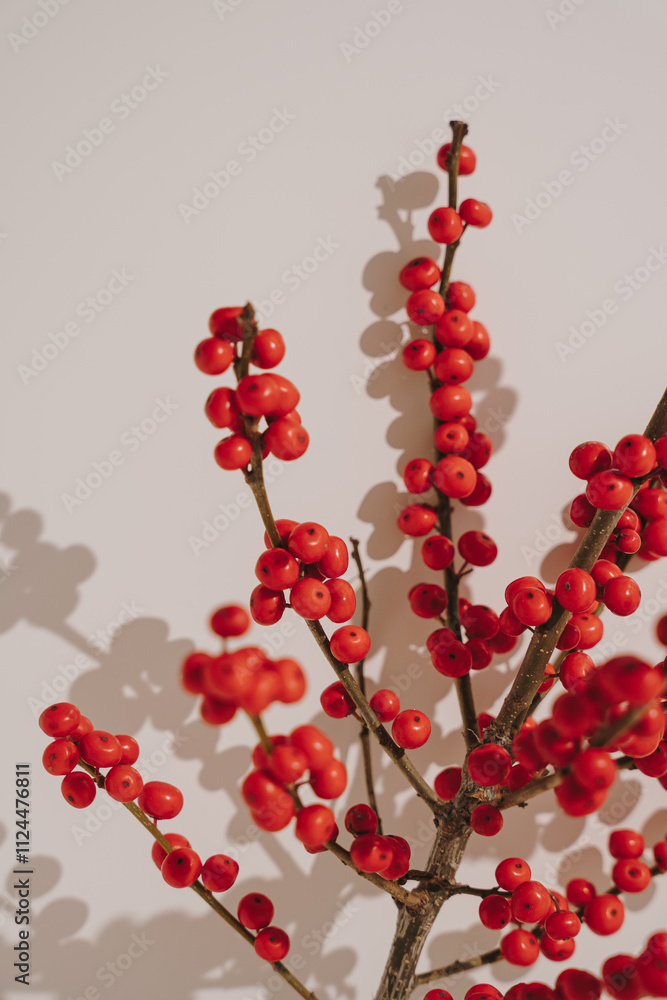 Red Berries on Branch with Shadow Play. Seasonal Botanical Minimalism, Christmas Decor, Festive Natural Elements Red Berries on Branch with Shadow Play. Seasonal Botanical Minimalism, Christmas Decor, Festive Natural Elements